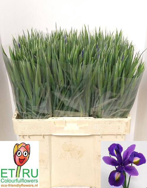 <h4>IRIS BLUE MAGIC</h4>