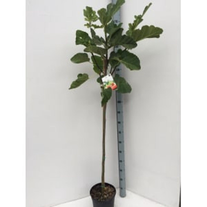 Ficus carica