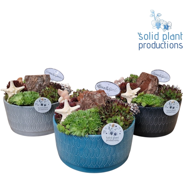 SMP003 Izabella Navy Sempervivum