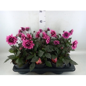 Dahlia   ...from seeds/cuttings