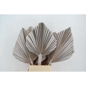 DF Palm Spear King Whitewash