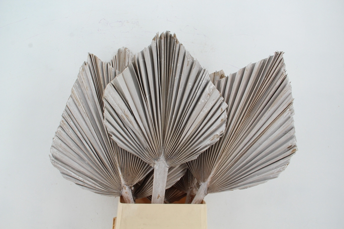 <h4>DF Palm Spear King Whitewash</h4>