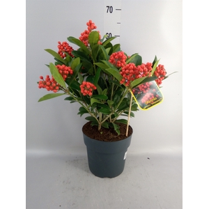 Skimmia jap. 'Temptation'