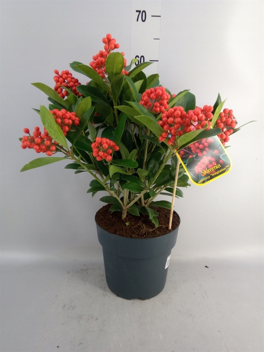 Skimmia jap. 'Temptation'