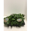 Pilea peperomoides