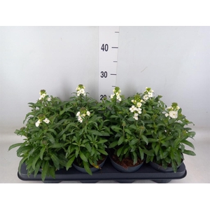 Erysimum  'Leya White'