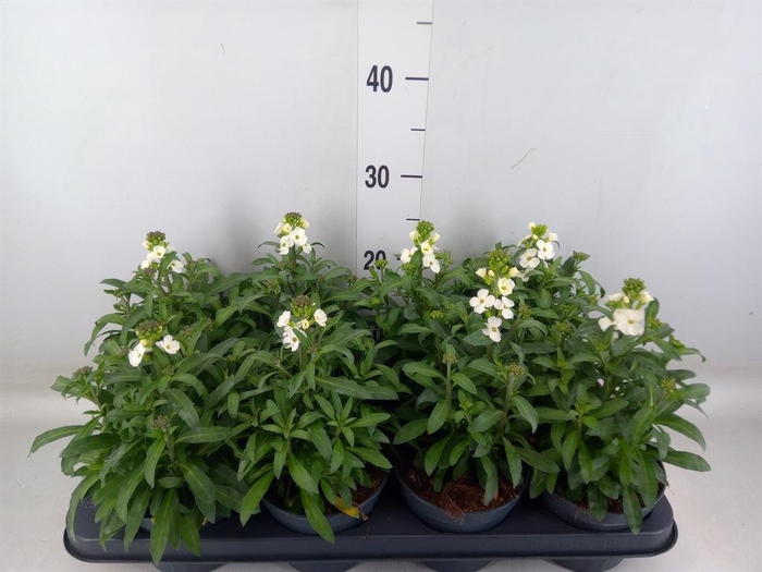 <h4>Erysimum  'Leya White'</h4>