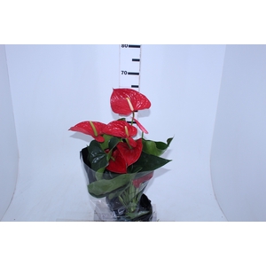 ANTHURIUM MICHIGAN P17 PREMIUM