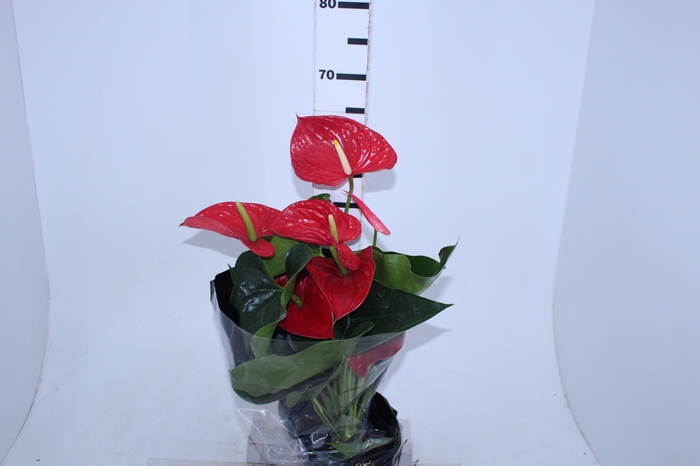 ANTHURIUM MICHIGAN P17 PREMIUM