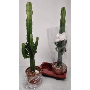 Euphorbia Ingens (Cites) 19Ø 90cm