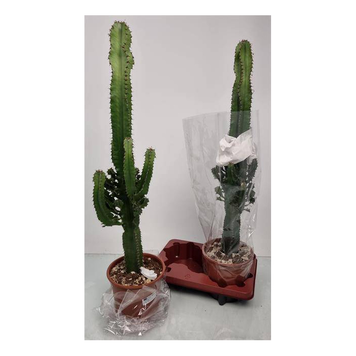 <h4>Euphorbia Ingens (Cites) 19Ø 90cm</h4>