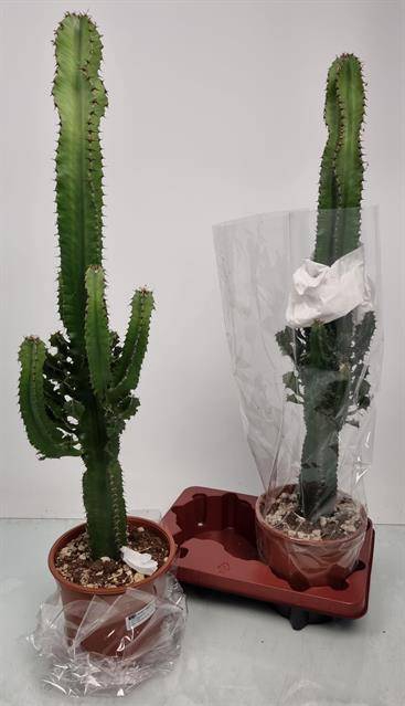 Euphorbia Ingens (Cites) 19Ø 90cm