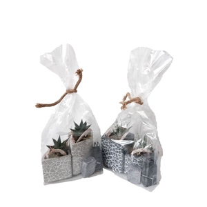 Arr.   Kamerplant Groen L%