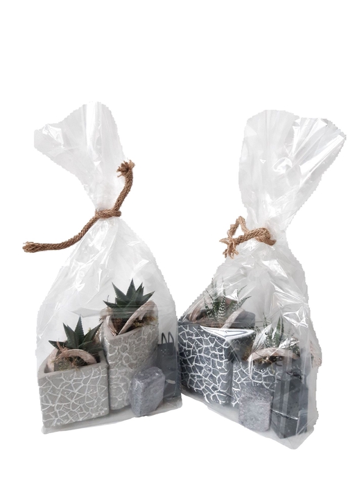 <h4>Arr.   Kamerplant Groen L%</h4>