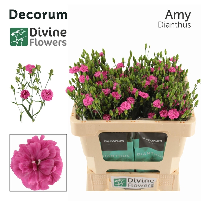 <h4>DIANTHUS 'AMY'</h4>