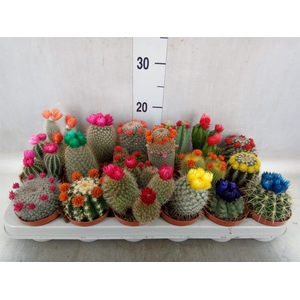 Cactus   ...decorated