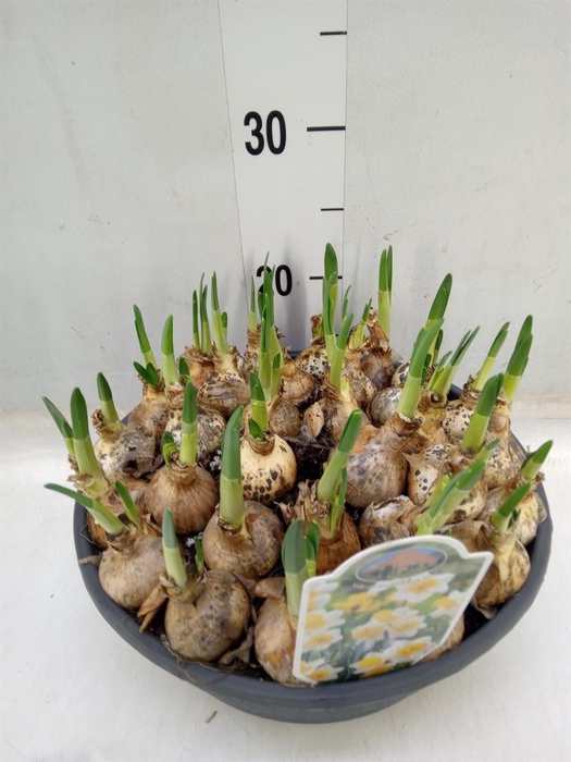 <h4>Narcissus   ...</h4>