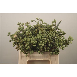 Euc Greenberry Per Bunch