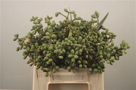 <h4>Euc Greenberry Per Bunch</h4>