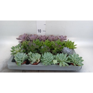 Echeveria   ...mix