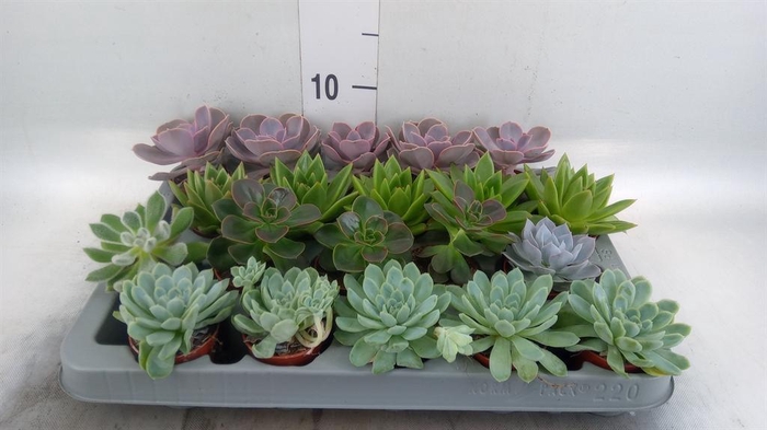 <h4>Echeveria   ...mix</h4>