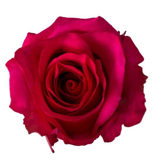 <h4>R GR HOT PINK</h4>