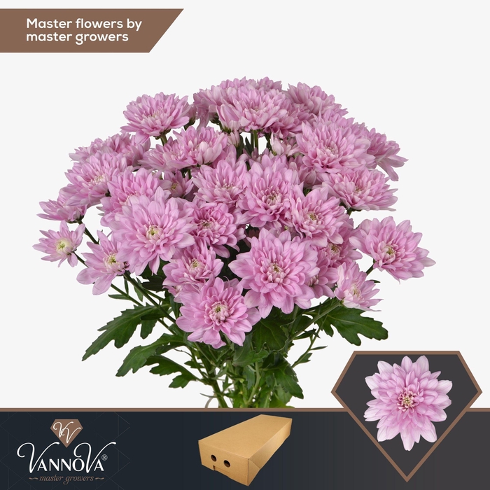 <h4>Chr T Baltica Pink</h4>