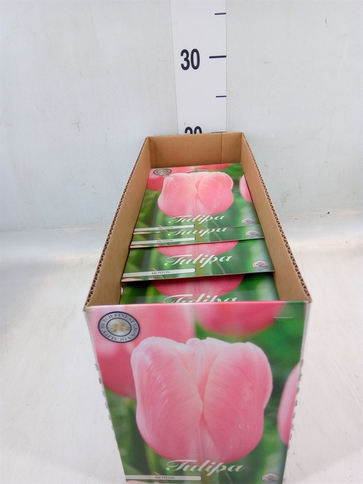 <h4>Tulipa   ...flowerbulbs</h4>