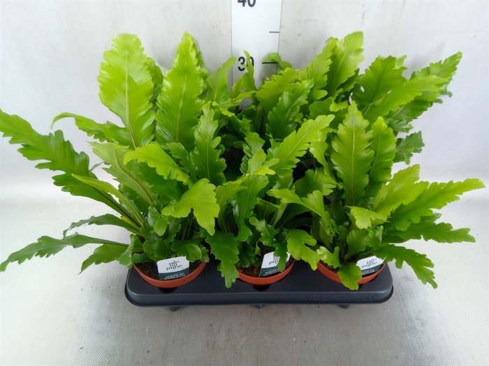 <h4>Asplenium nidus 'Campio'</h4>