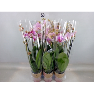 Phalaenopsis  'Ant Rotterdam'