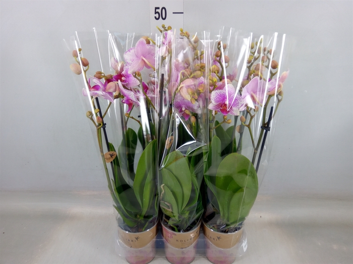 <h4>Phalaenopsis  'Ant Rotterdam'</h4>