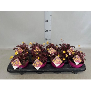 Oxalis   ...