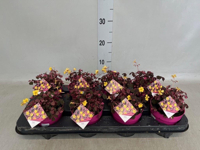 <h4>Oxalis   ...</h4>