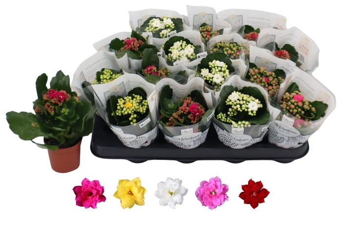 <h4>KAL GE RO GEM 5 KL</h4>