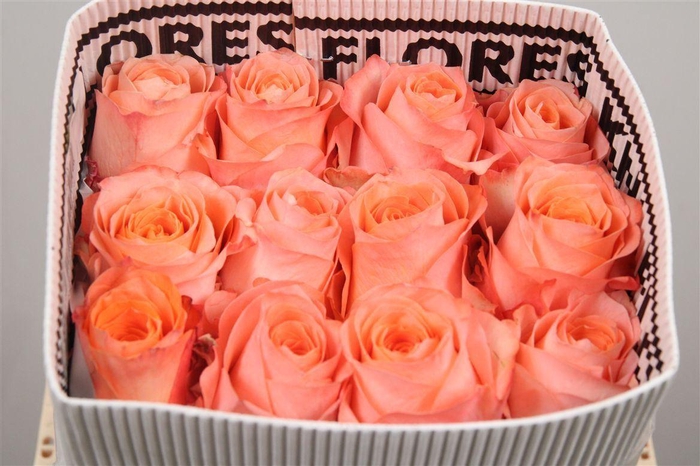 <h4>R Gr Coral Reef Ec</h4>