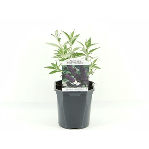 Buddleja Black Knight
