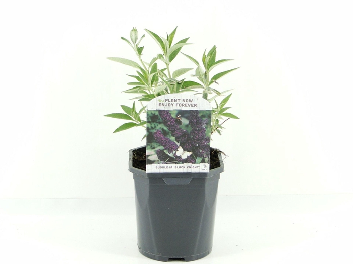 Buddleja Black Knight