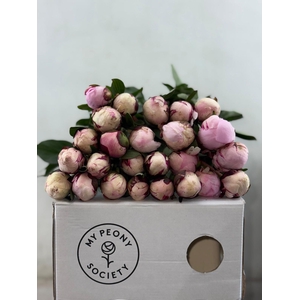 Paeonia Lact. Reine Hortense