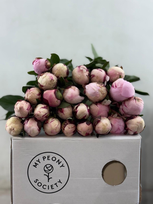 <h4>Paeonia Lact. Reine Hortense</h4>