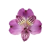 ALSTROEMERIA AMETHYST 080 CM
