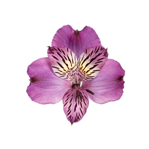 ALSTROEMERIA AMETHYST 080 CM