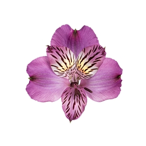 ALSTROEMERIA AMETHYST 080 CM