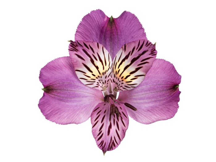 <h4>ALSTROEMERIA AMETHYST 080 CM</h4>