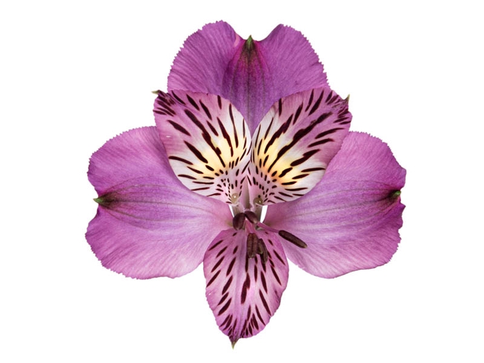 <h4>ALSTROEMERIA AMETHYST 080 CM</h4>