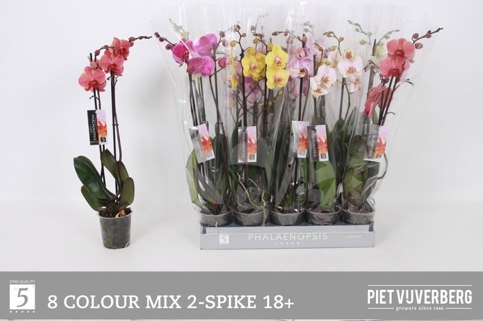 <h4>PHAL GEM 8 KL</h4>