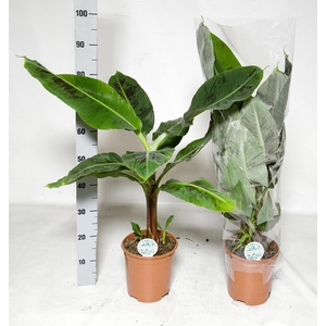 MUSA DWARF CAVENDISH