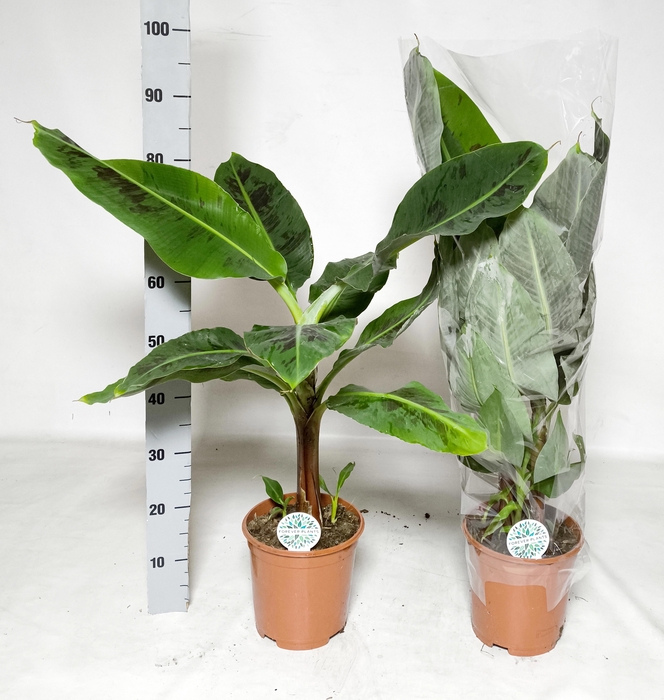 <h4>MUSA DWARF CAVENDISH</h4>