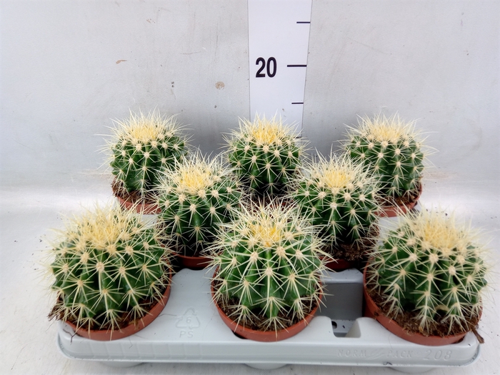 <h4>Echinocactus grusonii</h4>