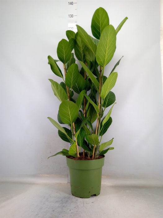 <h4>Ficus benghalensis 'Audrey'</h4>