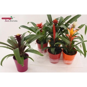 BROMELIA GEM